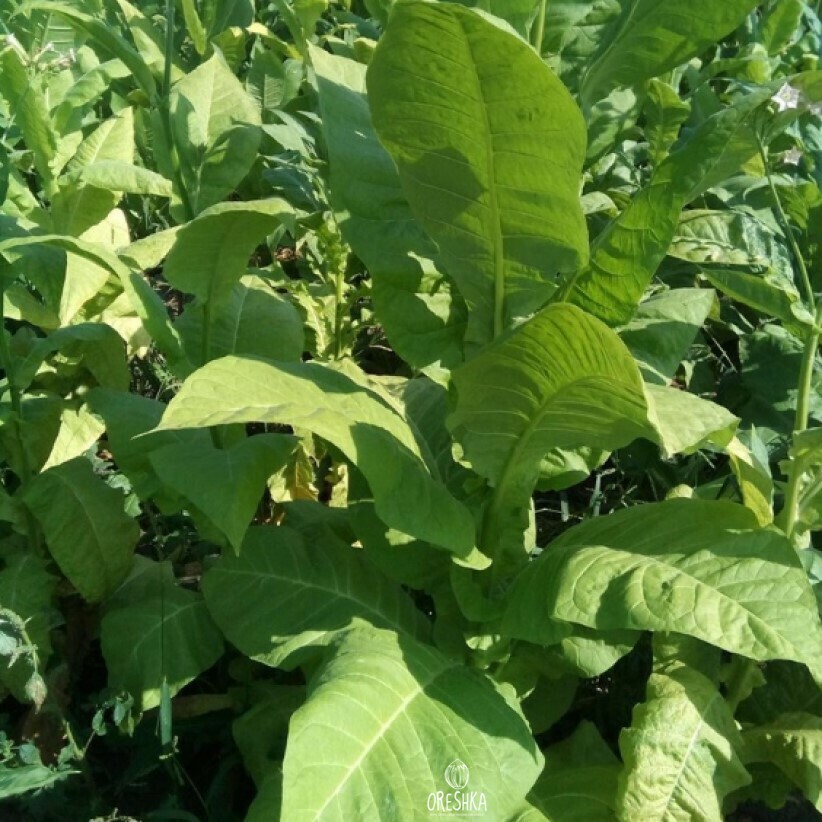 Seeds of Fragrant Tobacco (harmanli 11+american 572) (Nicotiana tabacum) — 300 pcs