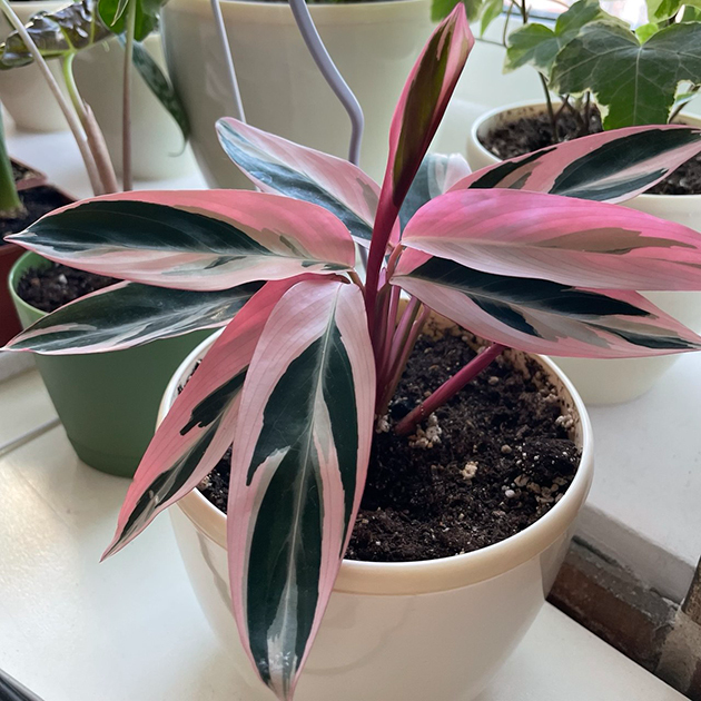 Строманта ‘ТРИКОЛОР'