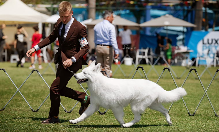 Титул юный чемпион. Титул юный чемпион россии ркф. Титул юный чемпион. Диплом победителя юный чемпион нкп бультерьер. Титул юный чемпион.