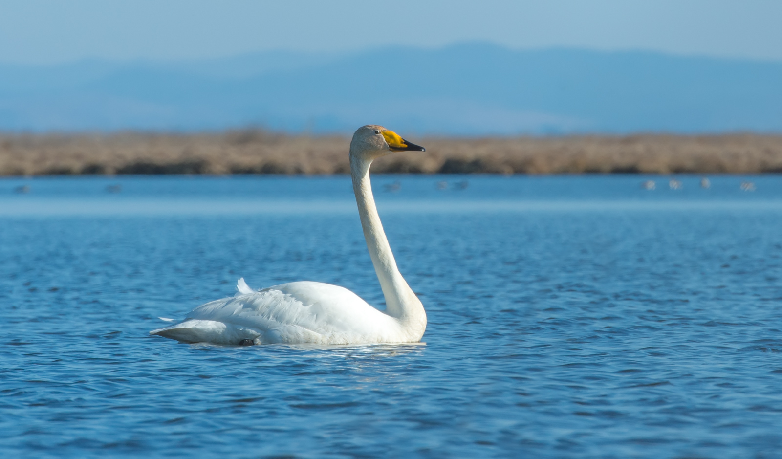 Международный день птиц в Байкальском заповеднике