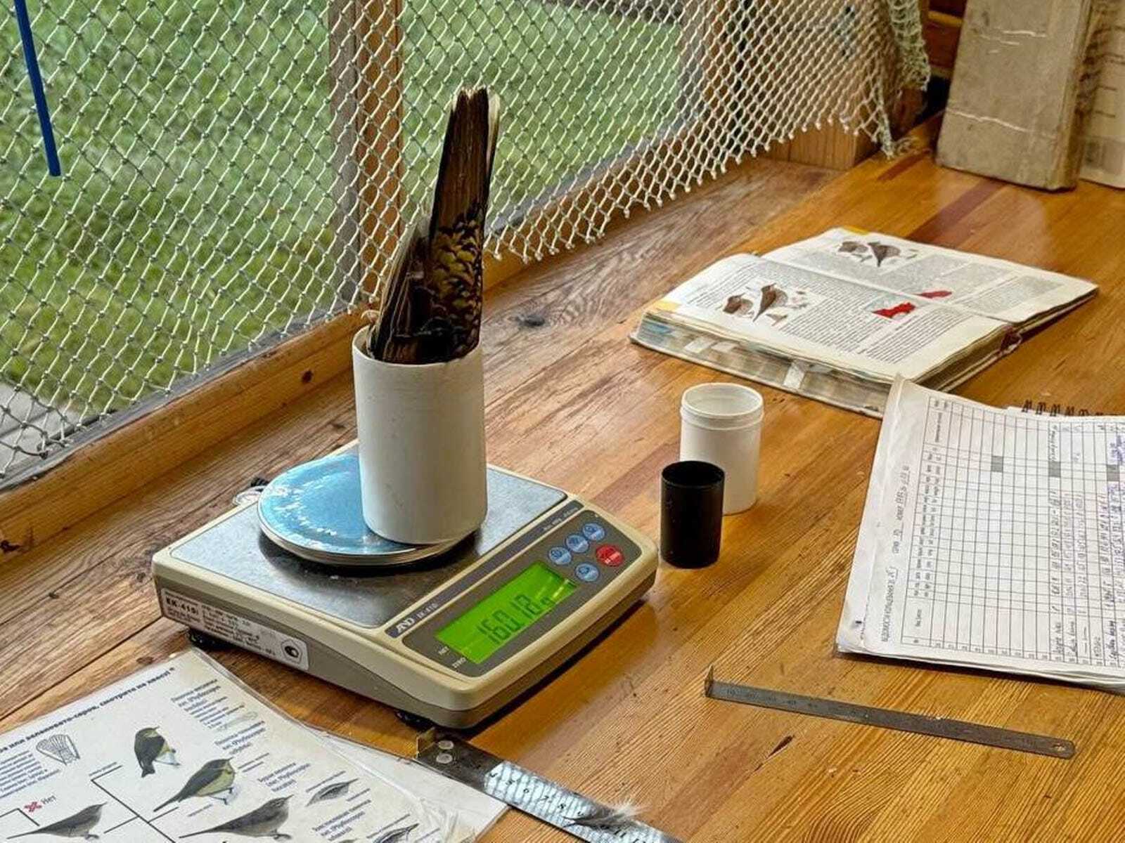 Осенний пролёт птиц, Байкальский заповедник