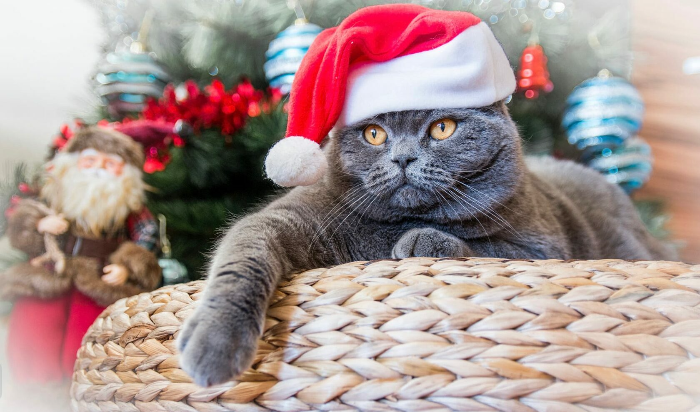 Новогодний британец 