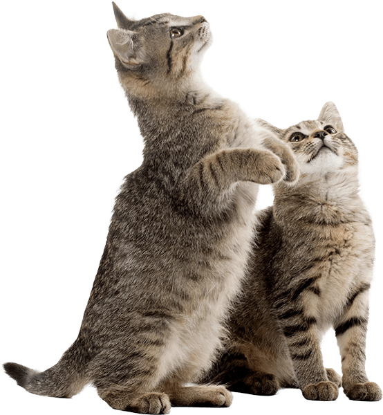 игривые котята