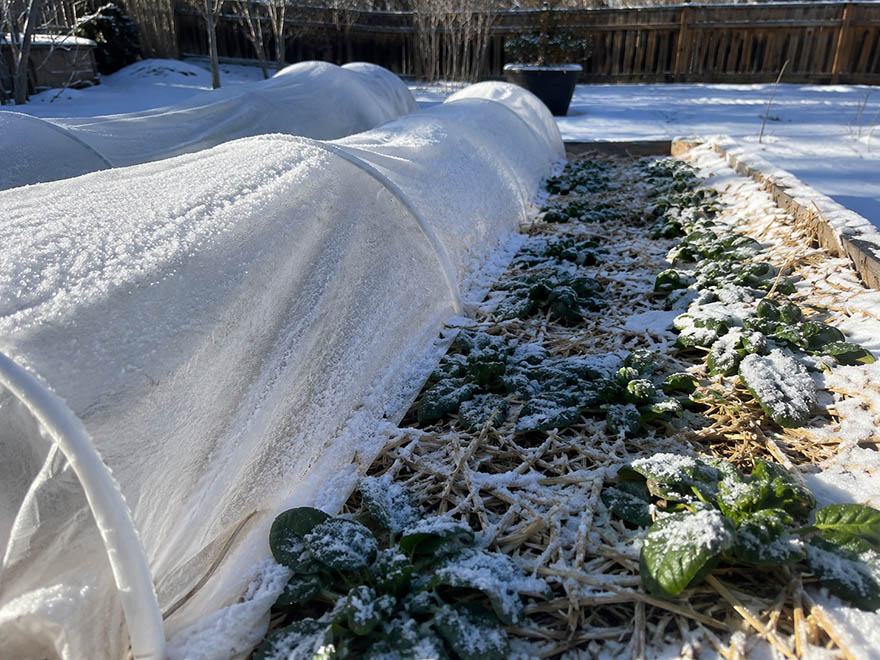 Overwintering crops under snow, straw mulch, and a row cover