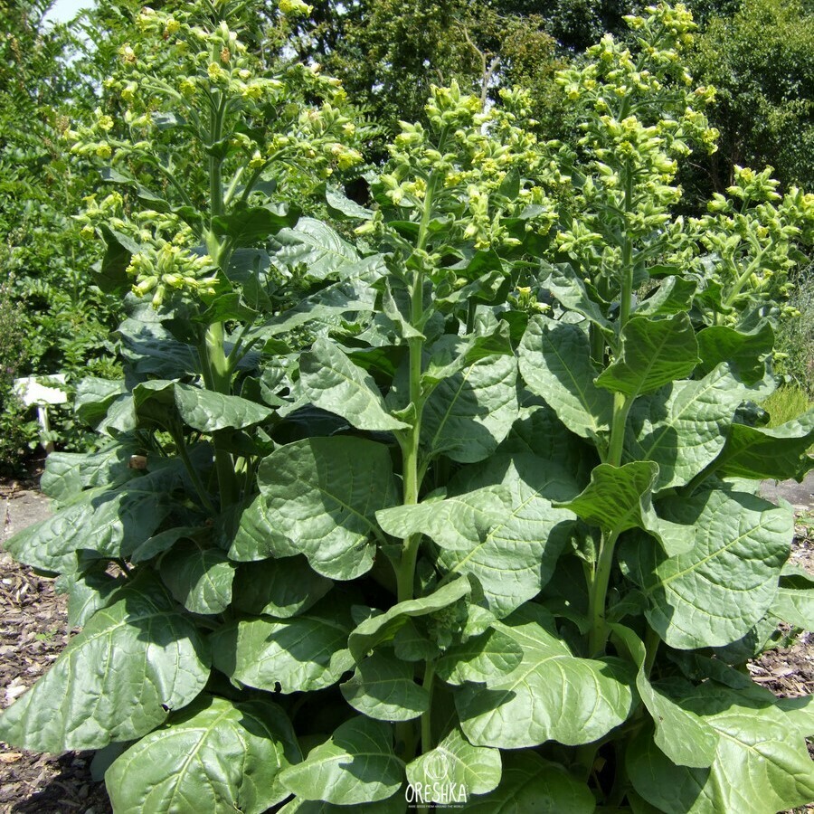 Seeds of Tobacco makhorka Shtambur (Nicotiana tabacum) — 300 pcs