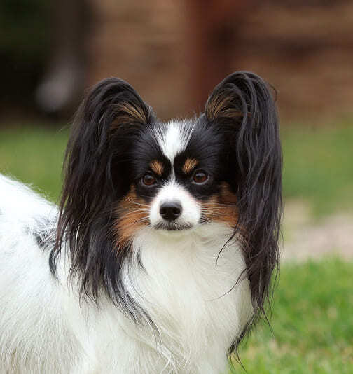 папийон окраса триколор