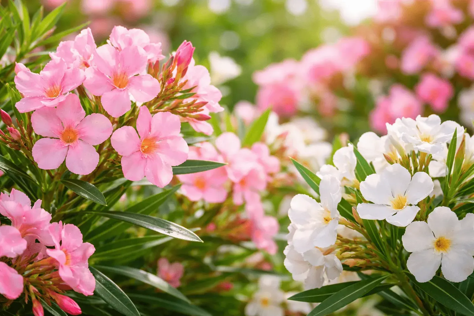 Олеандр обыкновенный