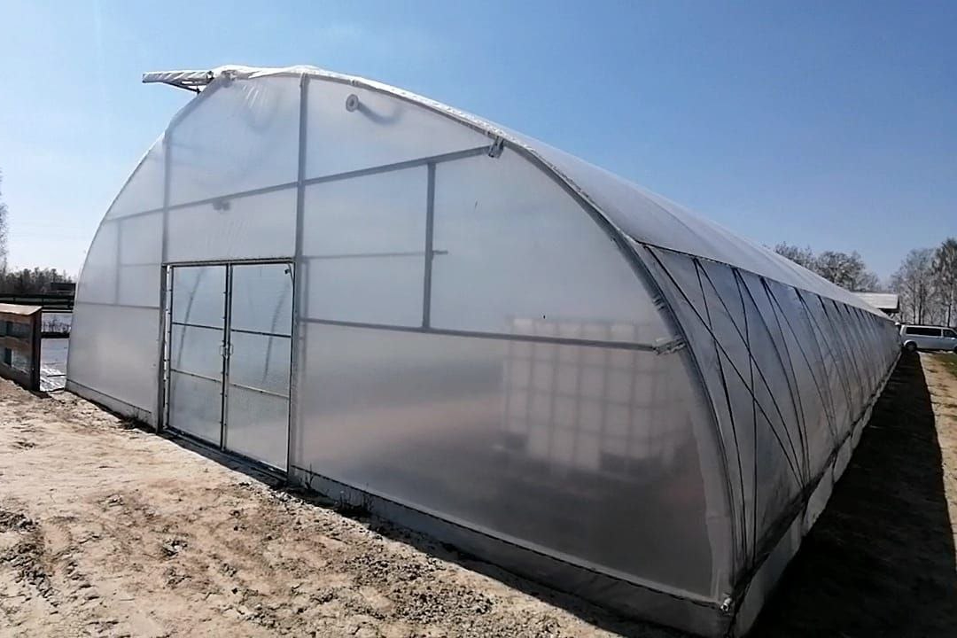 растения в теплице