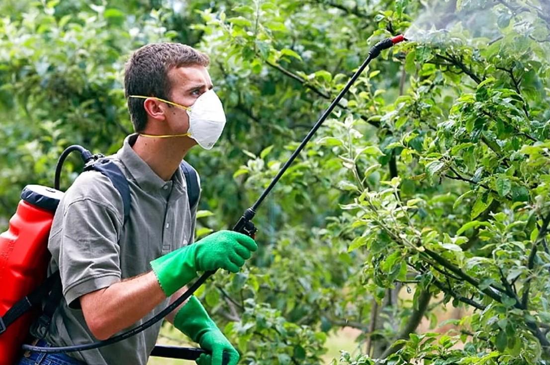 Пестициды от вредителей. Опрыскивание деревьев. Апрыскиваниедерев ьев. Опрыскивание плодовых деревьев. Опрыскивание деревьев в саду.