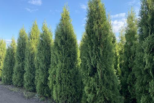 Отзывы Питомник "Экофлора"