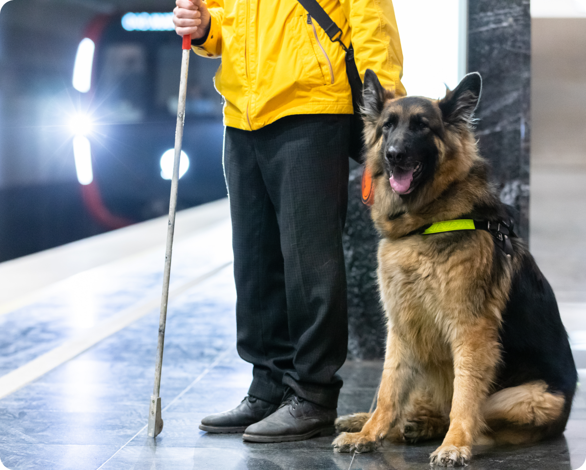 На фоне прибывающего состава запечатлена длинношерстная немецкая овчарка Зоня. Он сидит на левом бедре, приоткрыв пасть и направив взгляд слегка прищуренных глаз чуть в сторону от фотографа. На поводыре черная с кислотно-желтой светоотражающей полосой спереди шлейка, к которой пристегнут ярко-оранжевый поводок рулетка. Слева от овчарки стоит человек в ярко-желтой ветровке, черных брюках, ботинках в тон, через плечо перекинута ручка черной сумки, в левой руке он держит поводок Зони, в правой – белую трость. Человек запечатлен по грудь и его лицо находится за пределами кадра.