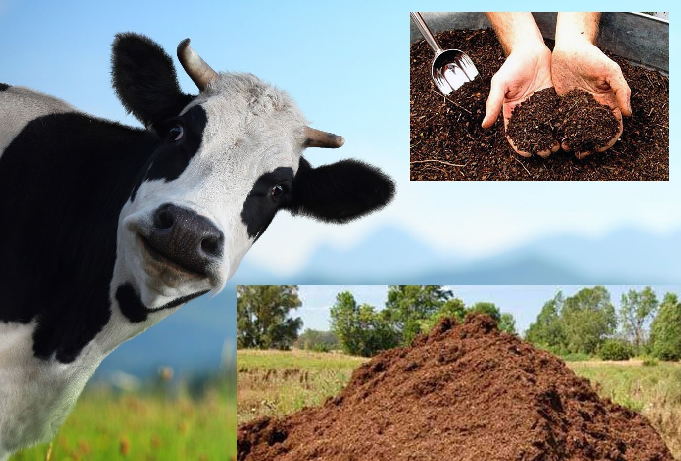 Картинка с сайта agropraktika.com