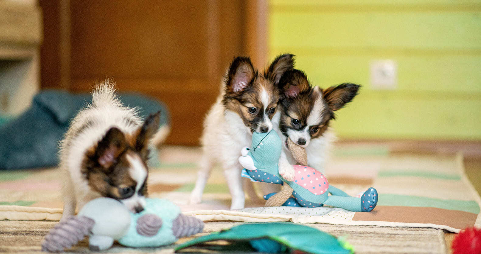 щенок папийона лежит на подушке