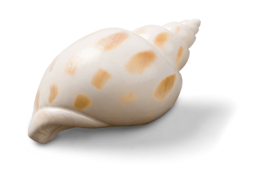 shell