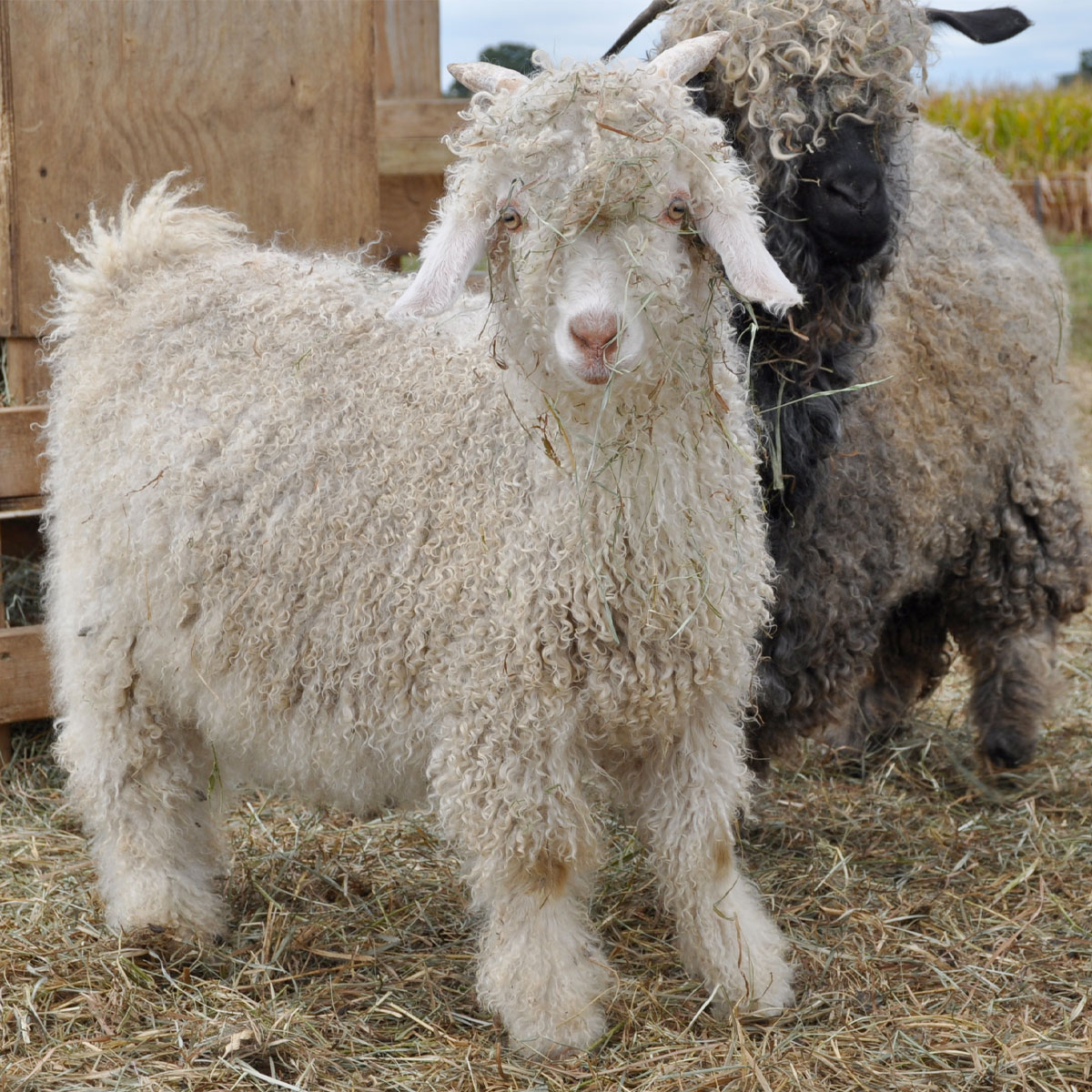 Ангорская коза. Ангорская пуховая коза. Goat (ангорская коза).