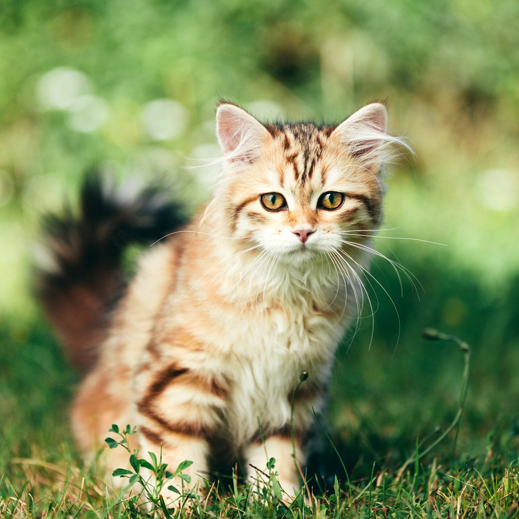 Благотворительный фонд поможи животных, помощь животным, взять кошку из приюта, взять собаку из приюта