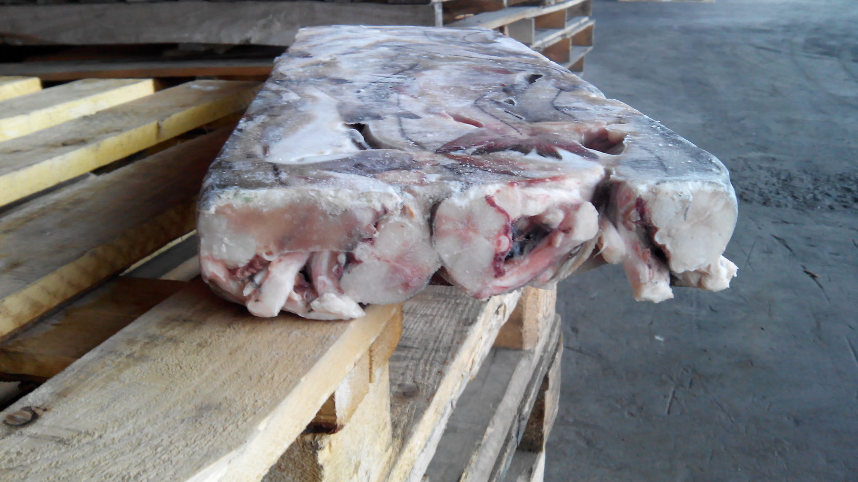 пикша тара 4