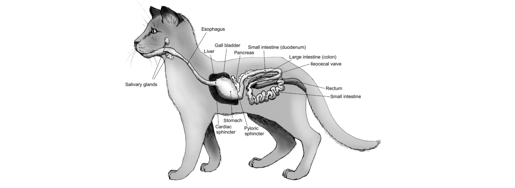 пищеварительный тракт кошки