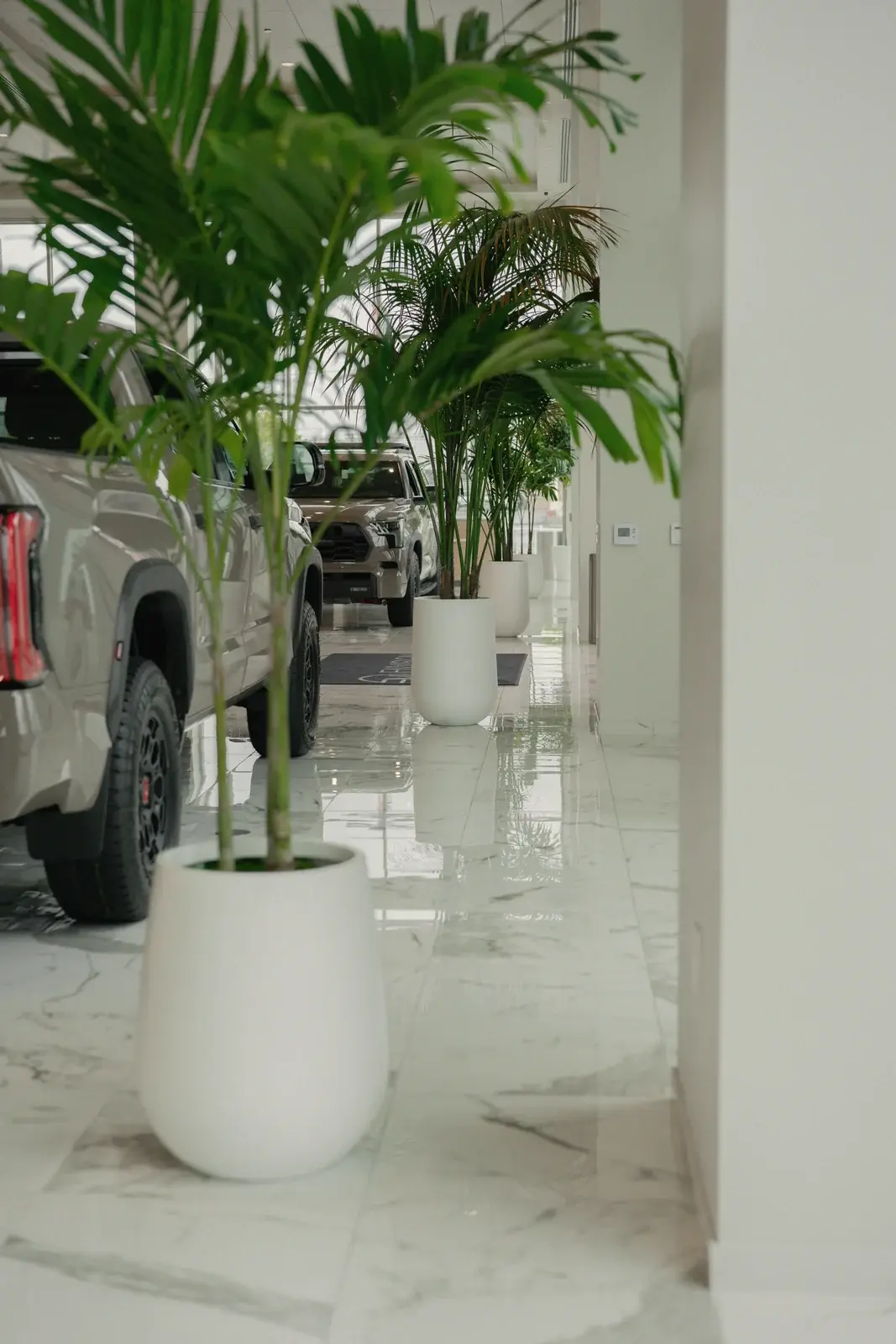 Palms in tall white planters beside a truck, Toyota of West Covina