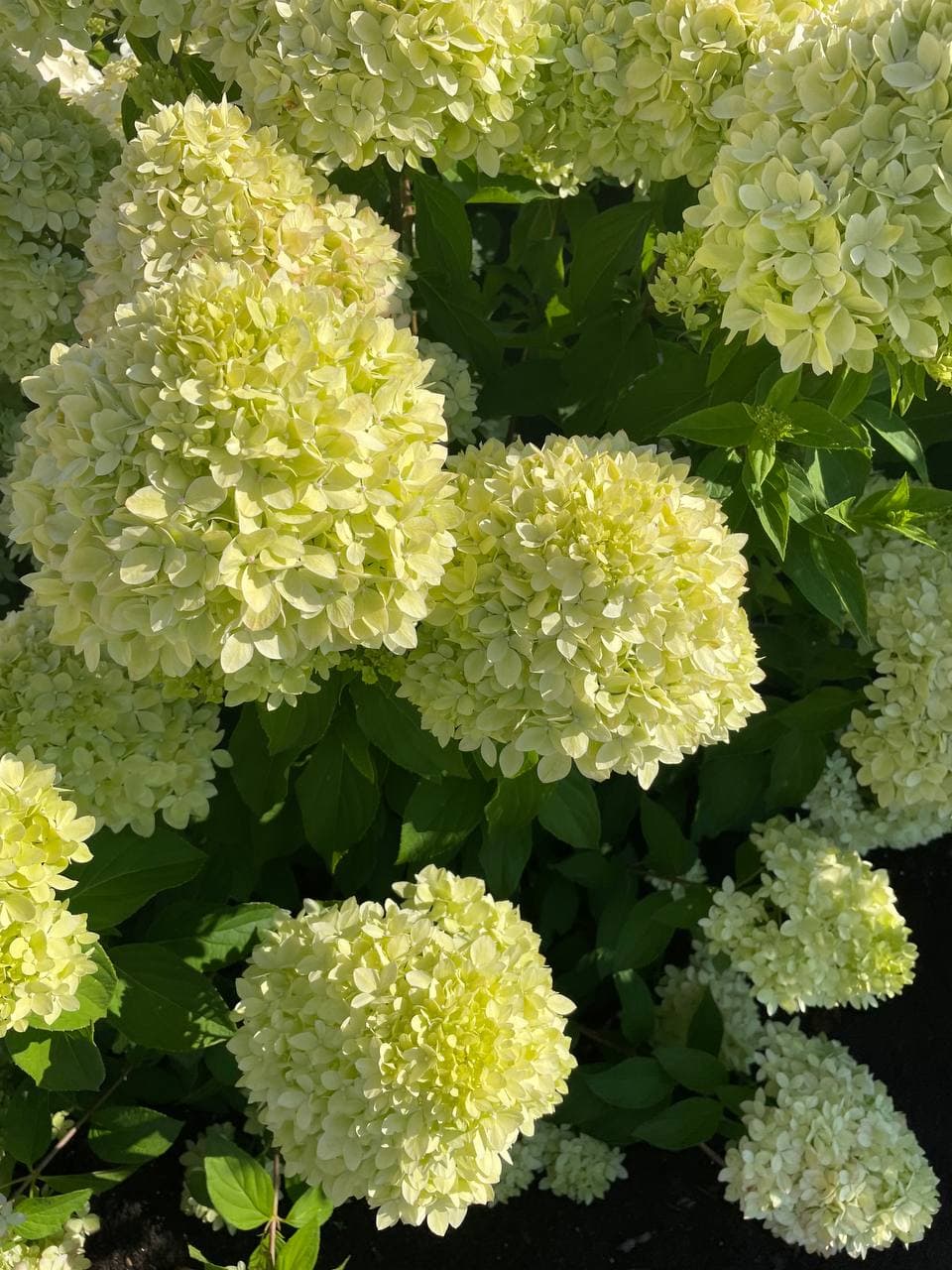 Гортензия метельчатая би грин