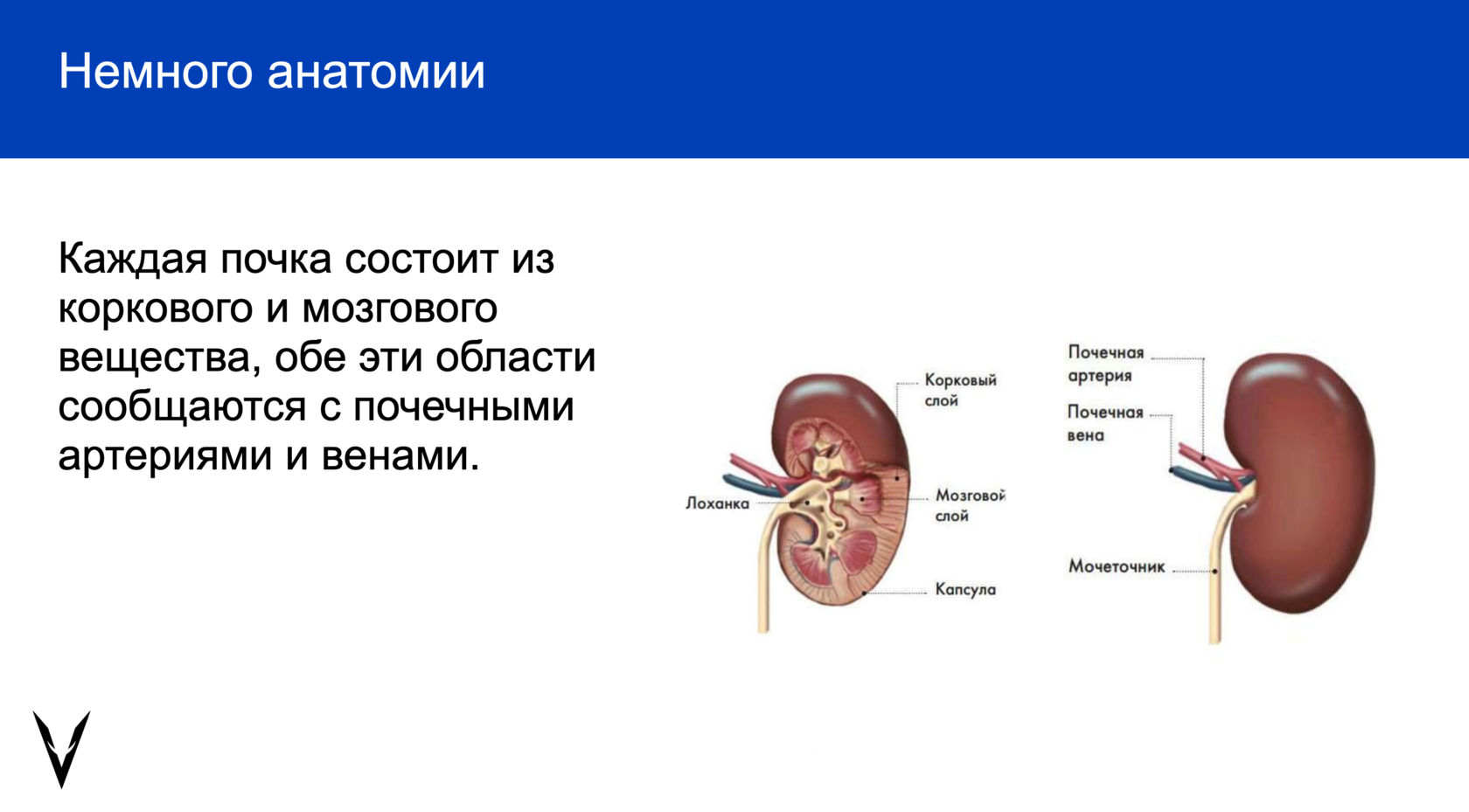 Хпн у кошек
