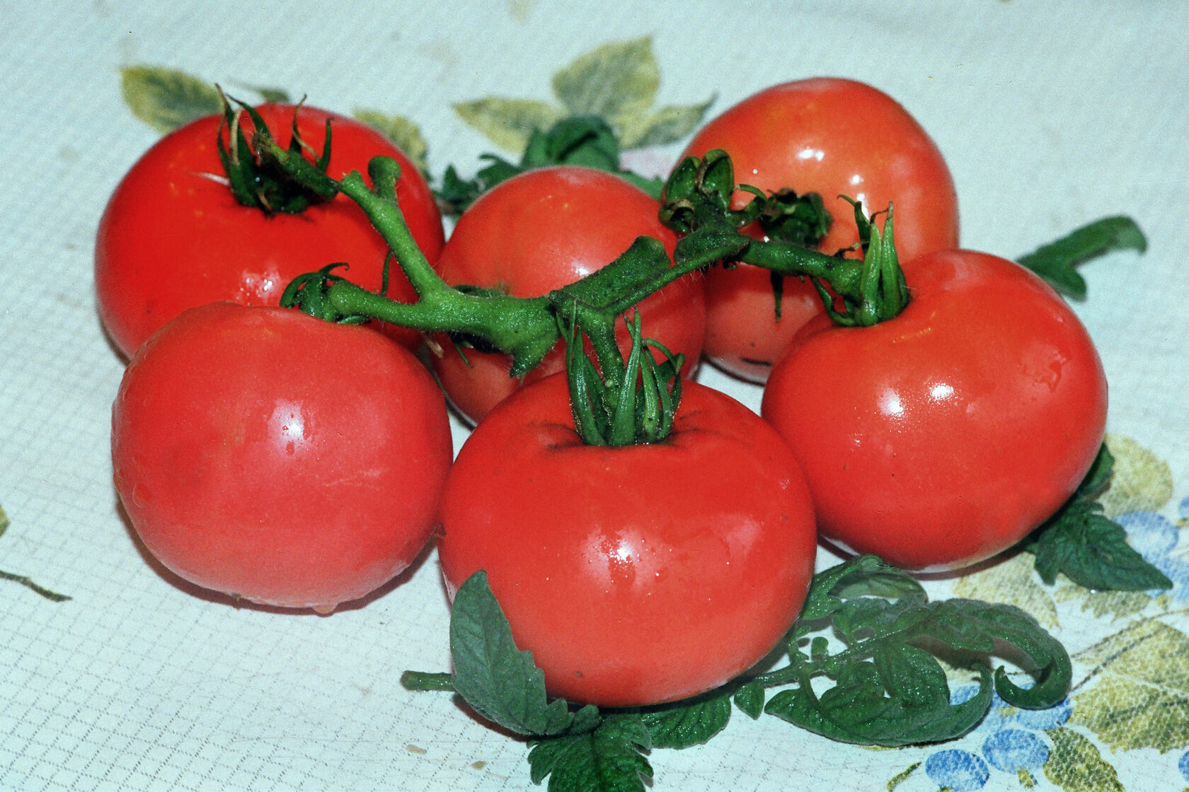 Алтайские сорта томатов