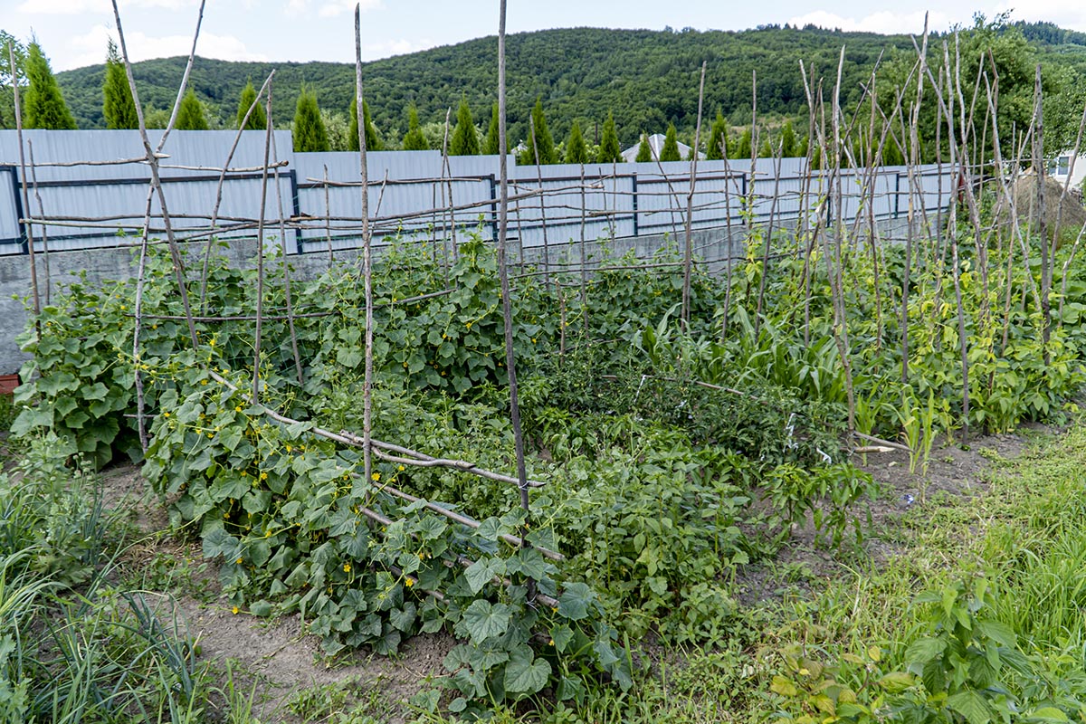 Vegetable garden showcasing companion planting with vibrant green plants, trellises made of wooden sticks, and rows of cucumbers, peppers, and corn, emphasizing organic gardening techniques.