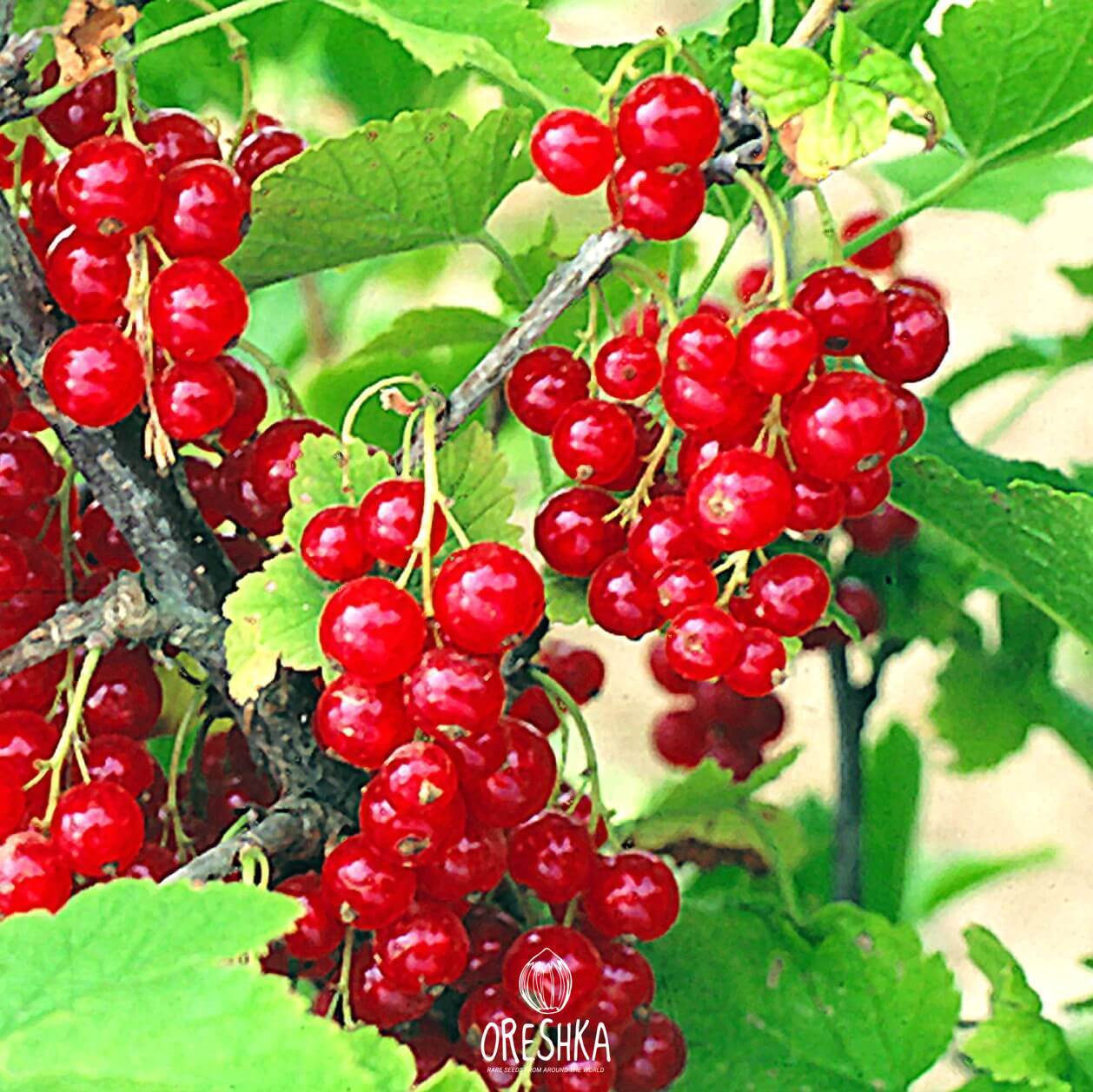 Смородина джонкер ван. Смородина сорт джонкер ван тетс. Красная смородина сорт джонкер ван тетс. Красная смородина сорт йонкер ван тетс. Смородина красная джонкер ван.