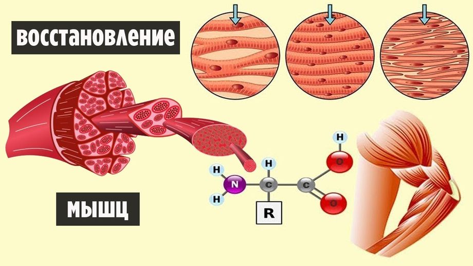 Отдых после тренировки для мышц: фазы восстановления