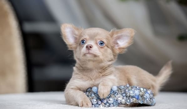 щенок чихуахуа