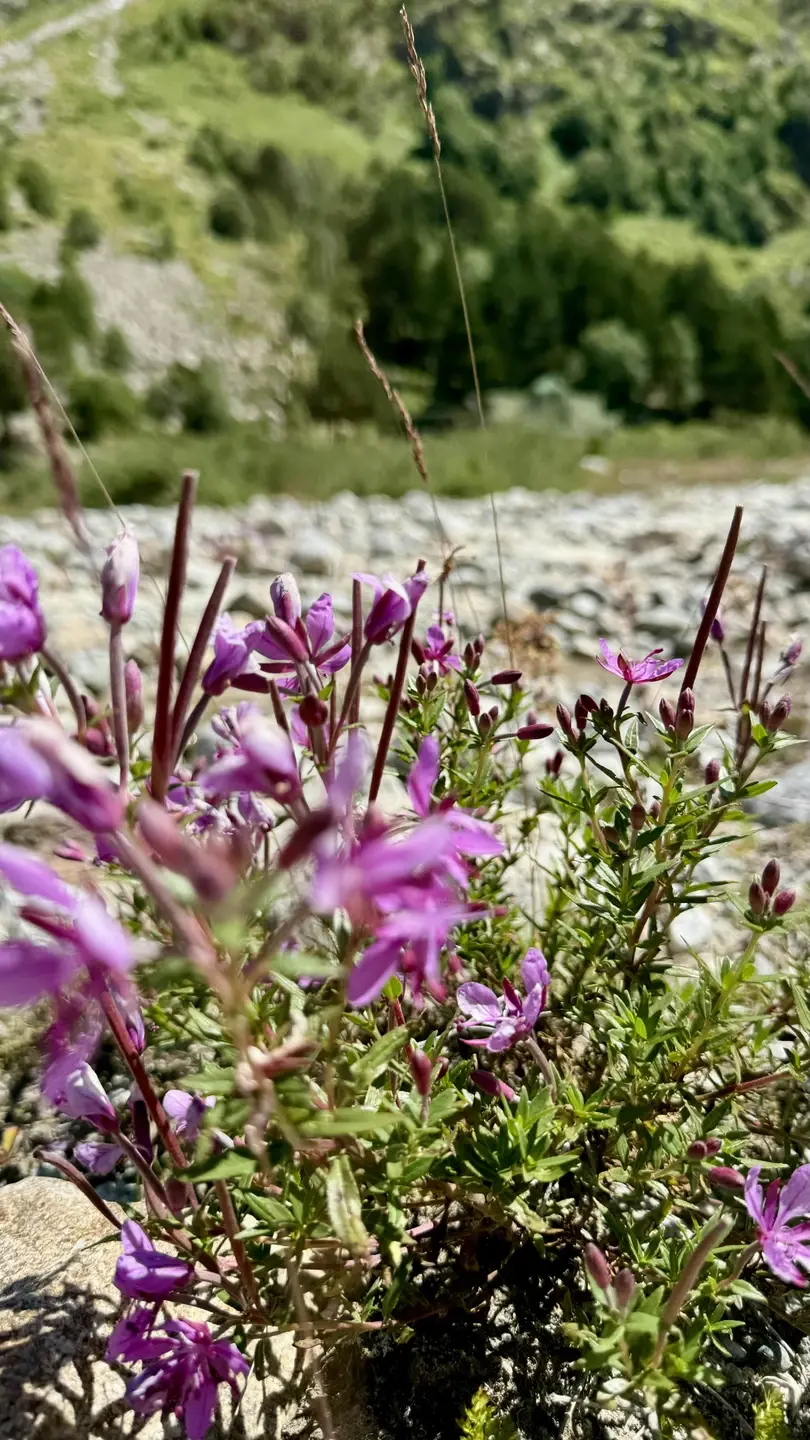 Горные цветы Уллу-Тау