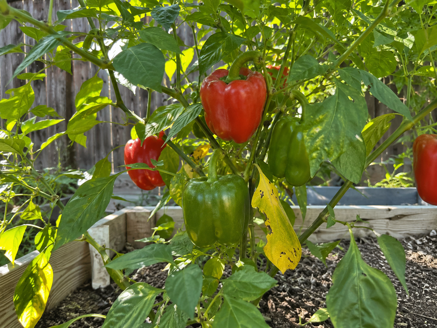 Homegrown sweet bell peppers ripening on the plant the kind that can turn hot under stress