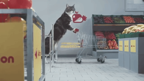Cat in the supermarket