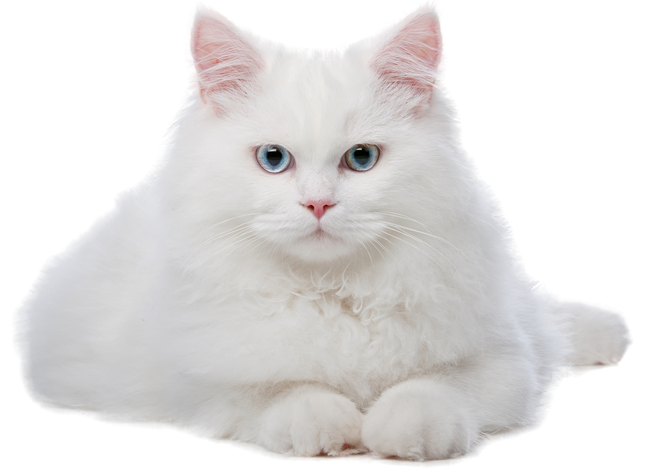 фото белый кот лежит