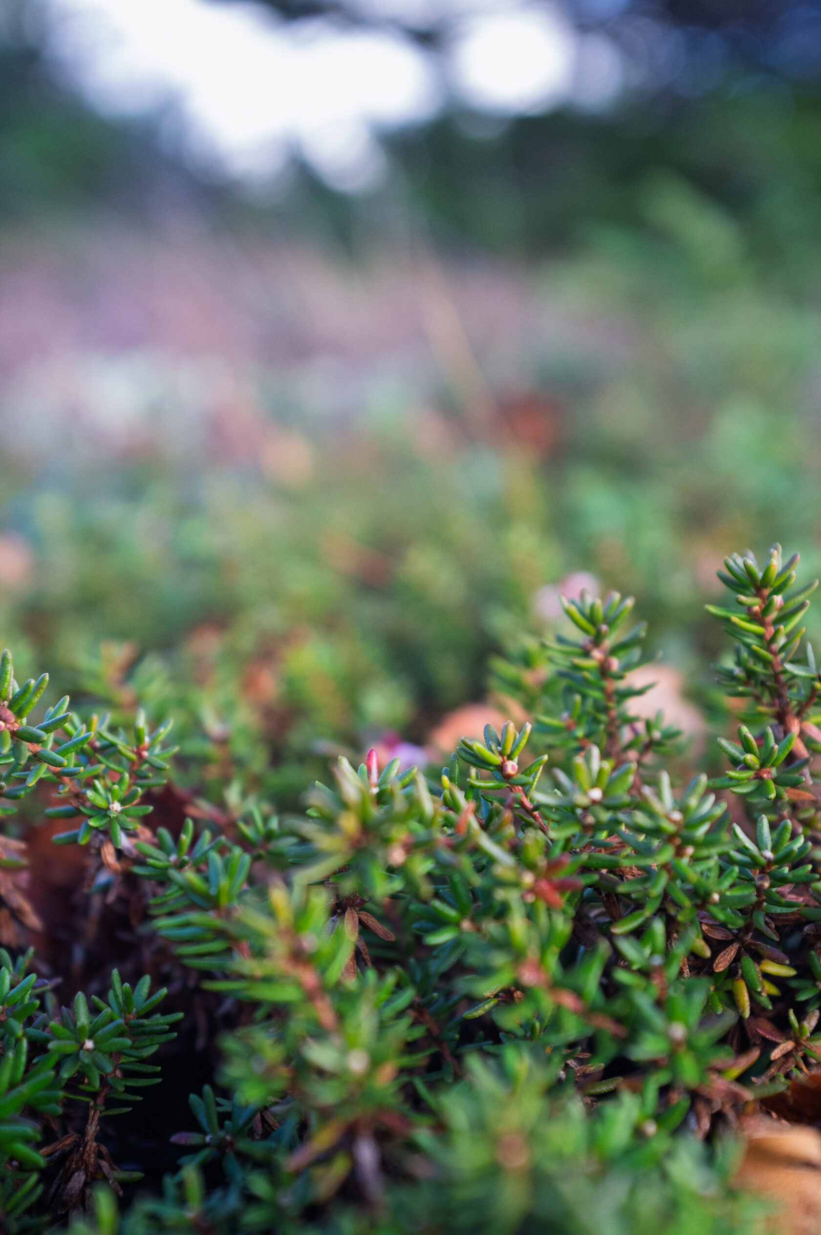 Маленький кустарник
