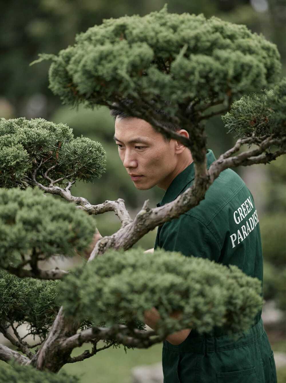 Ниваки из сосны в питомнике Green Paradise