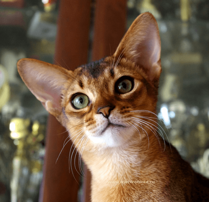 Абиссинская кошка - Питомник абиссинских кошек MIRROROFSOUL