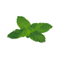 натуральная косметика, магазин профессиональной косметики, крем для ног, крем для ног с мочевиной, крем для ног купить, масло для ногтей, масло монарды для ногтей, масло для ногтей купить, косметика для ногтей, дезодорант для ног