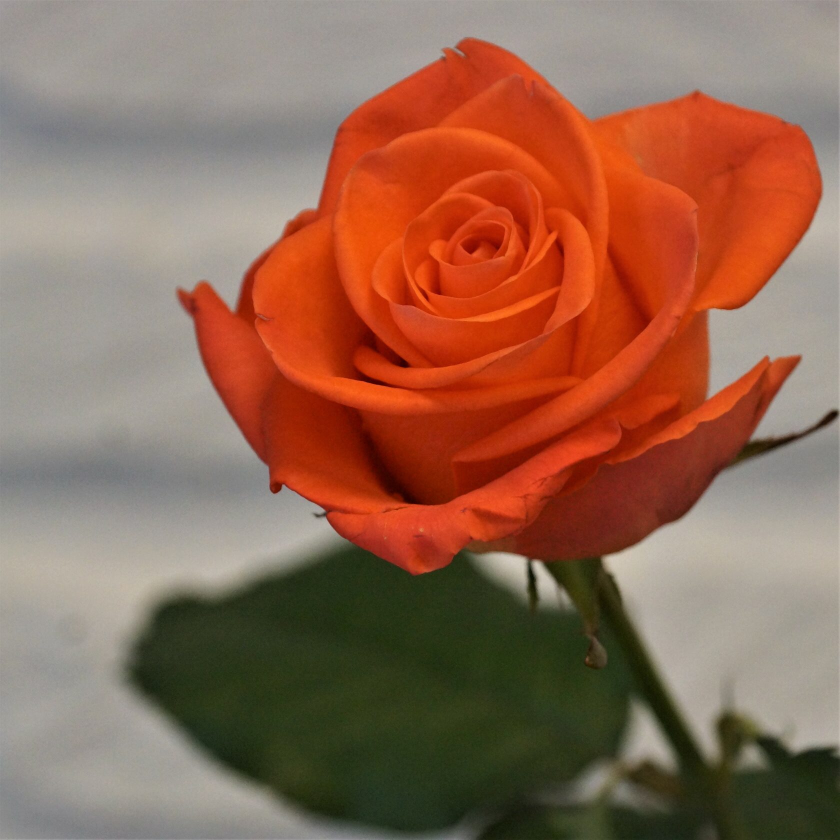 101 Оранжевая роза 