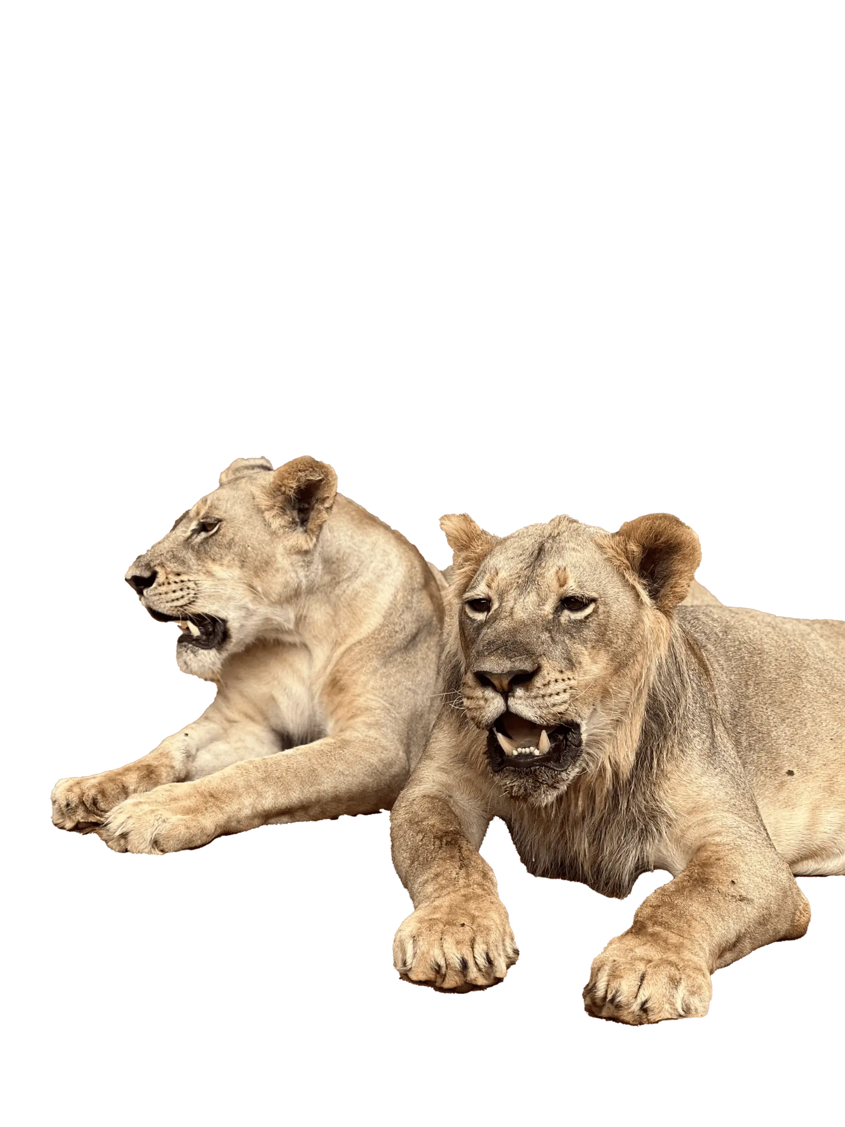 Зебры - Тур в ЮАР