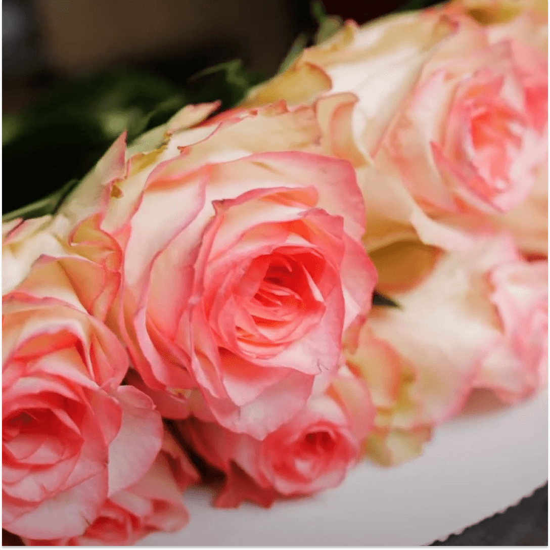 Китайская роза сорта Jumilia: обзор цветов после срезки