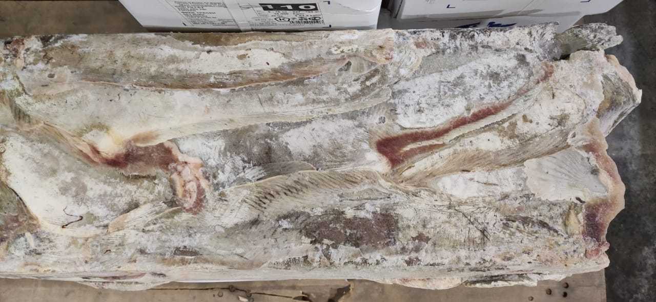 зубатка полосатая