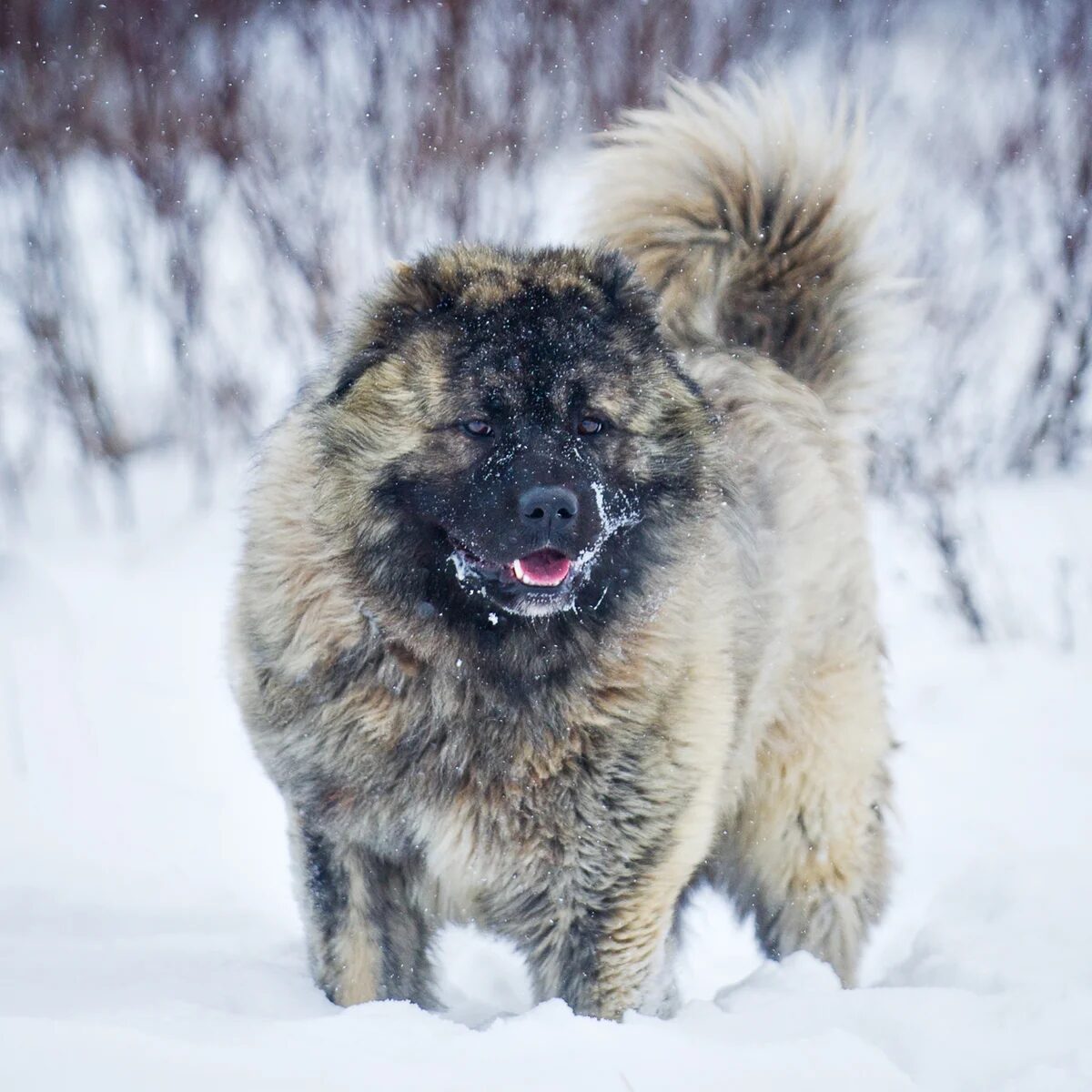 Dudusik Dog. Уроки - 5 особенностей кавказских овчарок, о которых вы  наверняка не знали - Помощь кавказским овчаркам