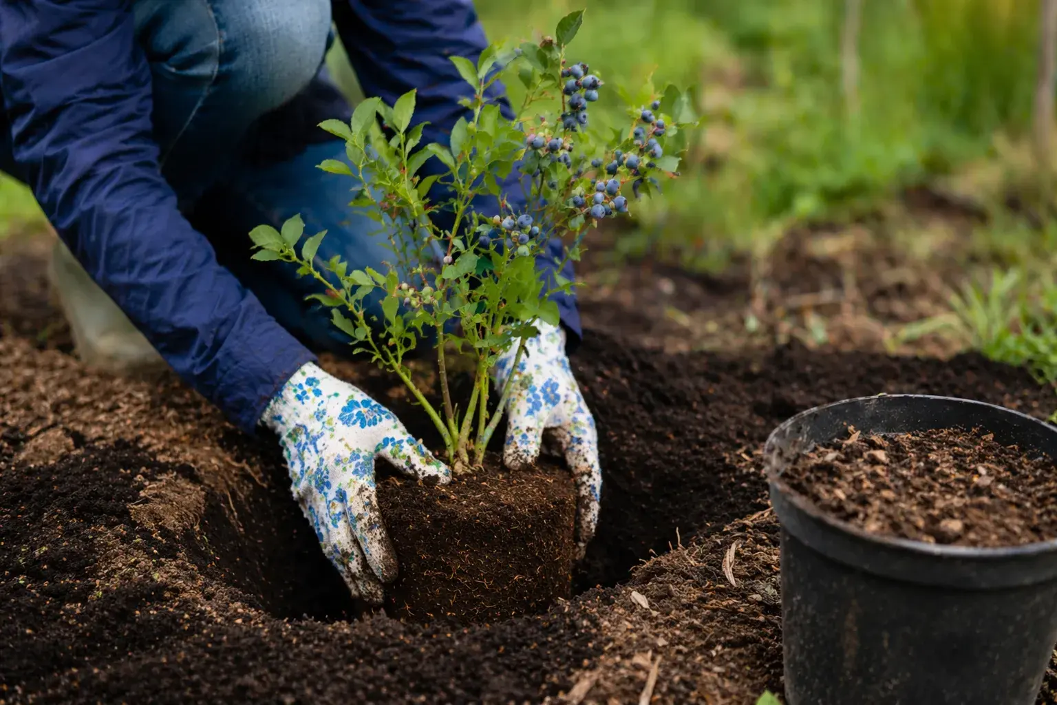Посадка голубики весной