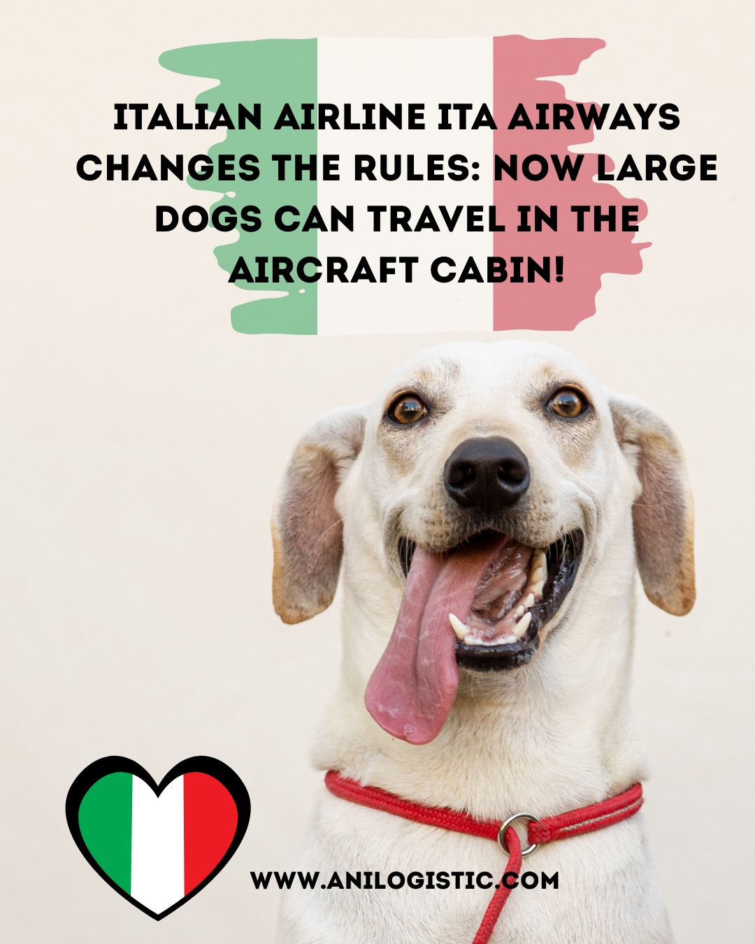 On 23 September 2025, ITA Airways will launch the first flight where large dogs up to 25 kg can travel in the aircraft cabin next to their owners without a carrier