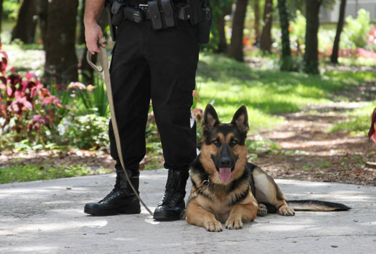 Собаки охранники