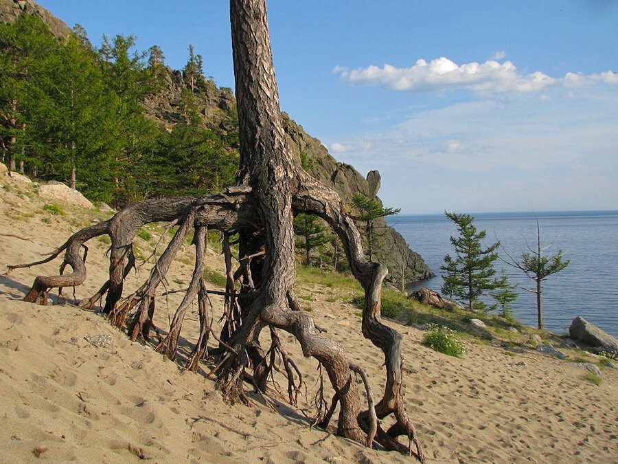 Деревья на байкале фото