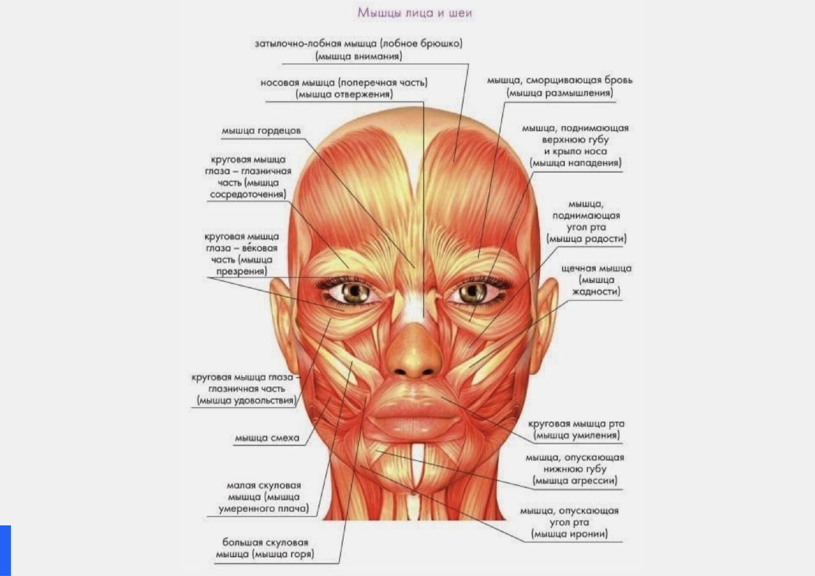 Косметология мышцы. Мышцы лица анатомия атлас с пояснениями. Мимические мышцы лица анатомия функции. Атлас мышц лица человека. Мимические мышцы лица и шеи анатомия.