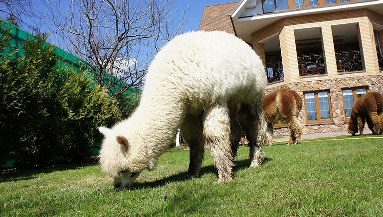 альпака фото