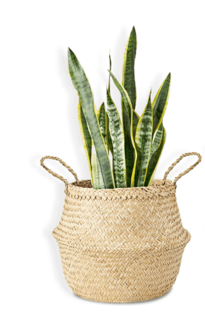 Растение в плетенном горшке 